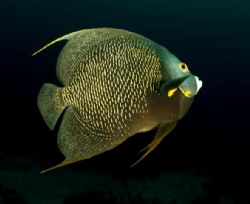French Angel - Close in wide angle shot at molasses reef ... by Michael Salcito 